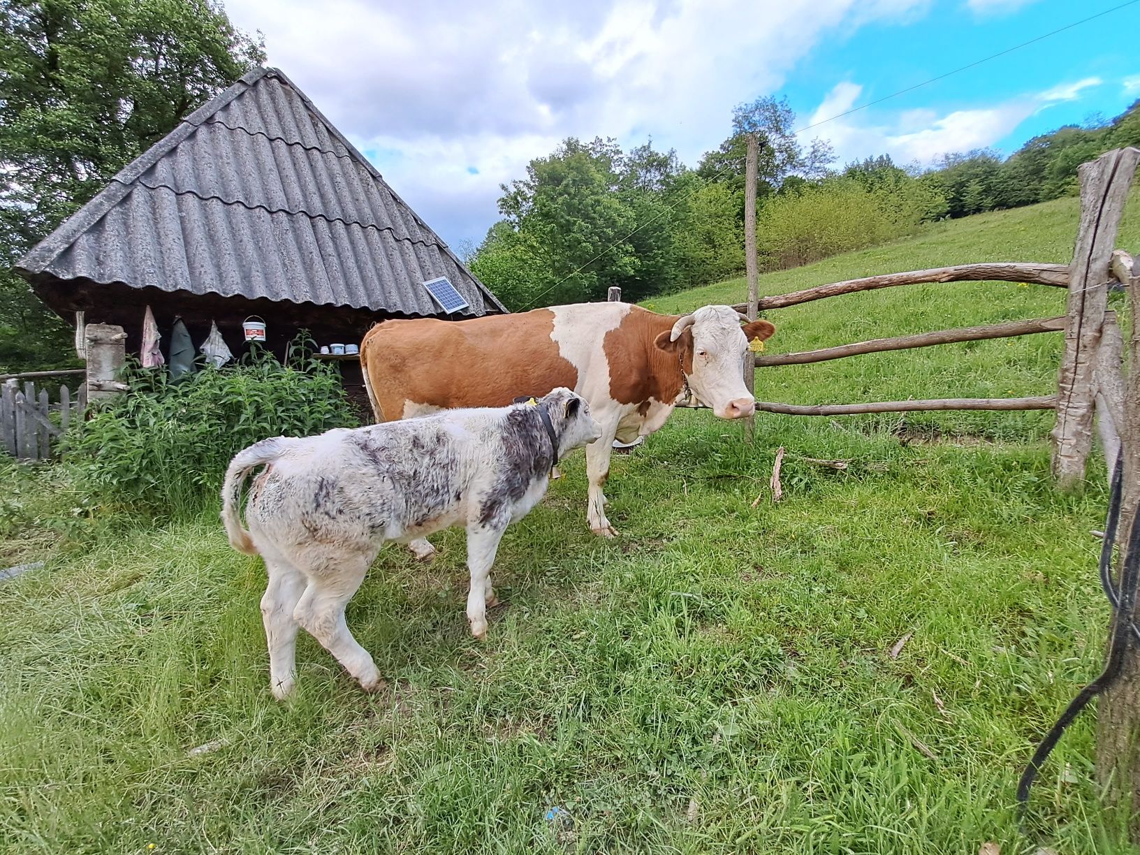 Vând vacă cu vițel