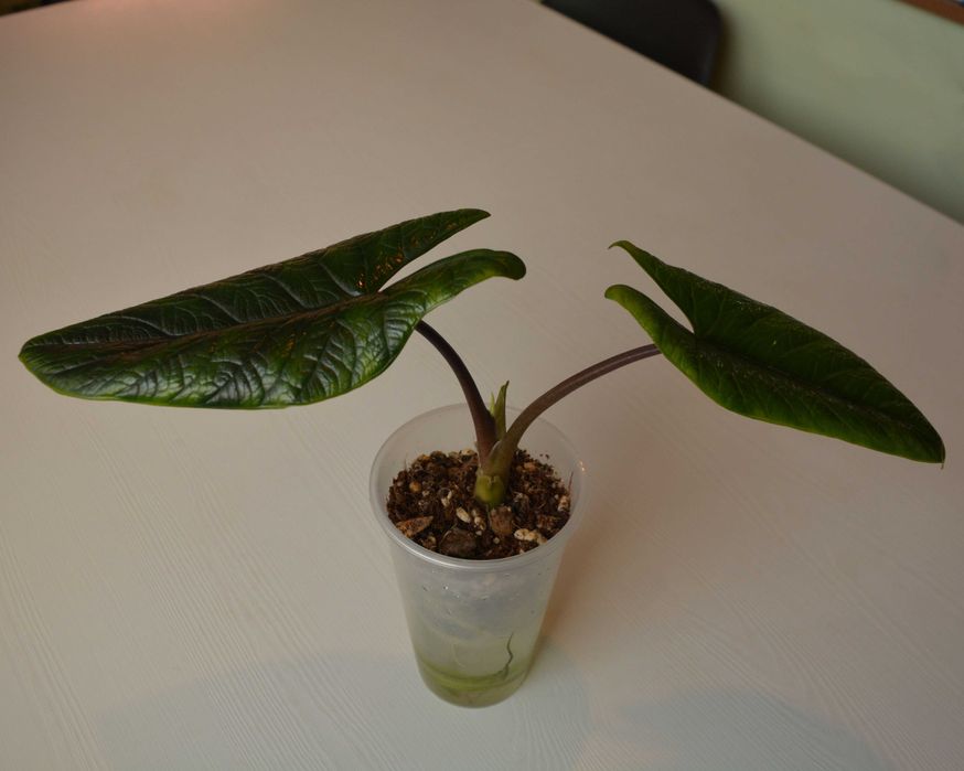 Распродажа коллекции Алоказия Скальптрум (Scalprum)