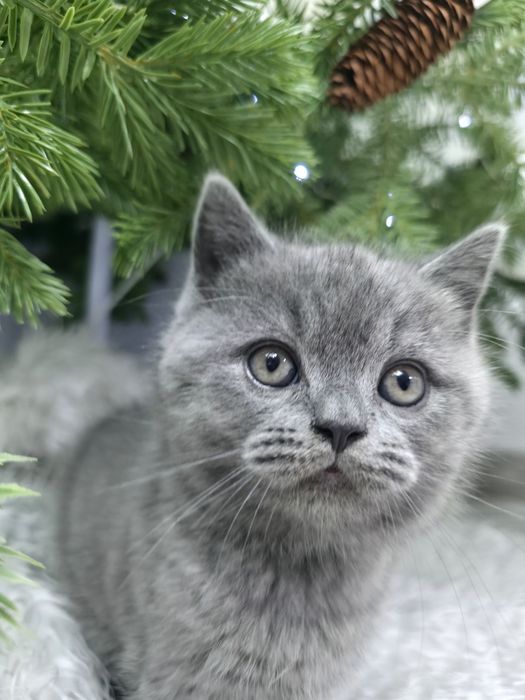 British shorthair rasă pură