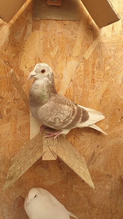 Ocazie! Vand 4 masculi voiajori de concurs cu origini foarte bune!