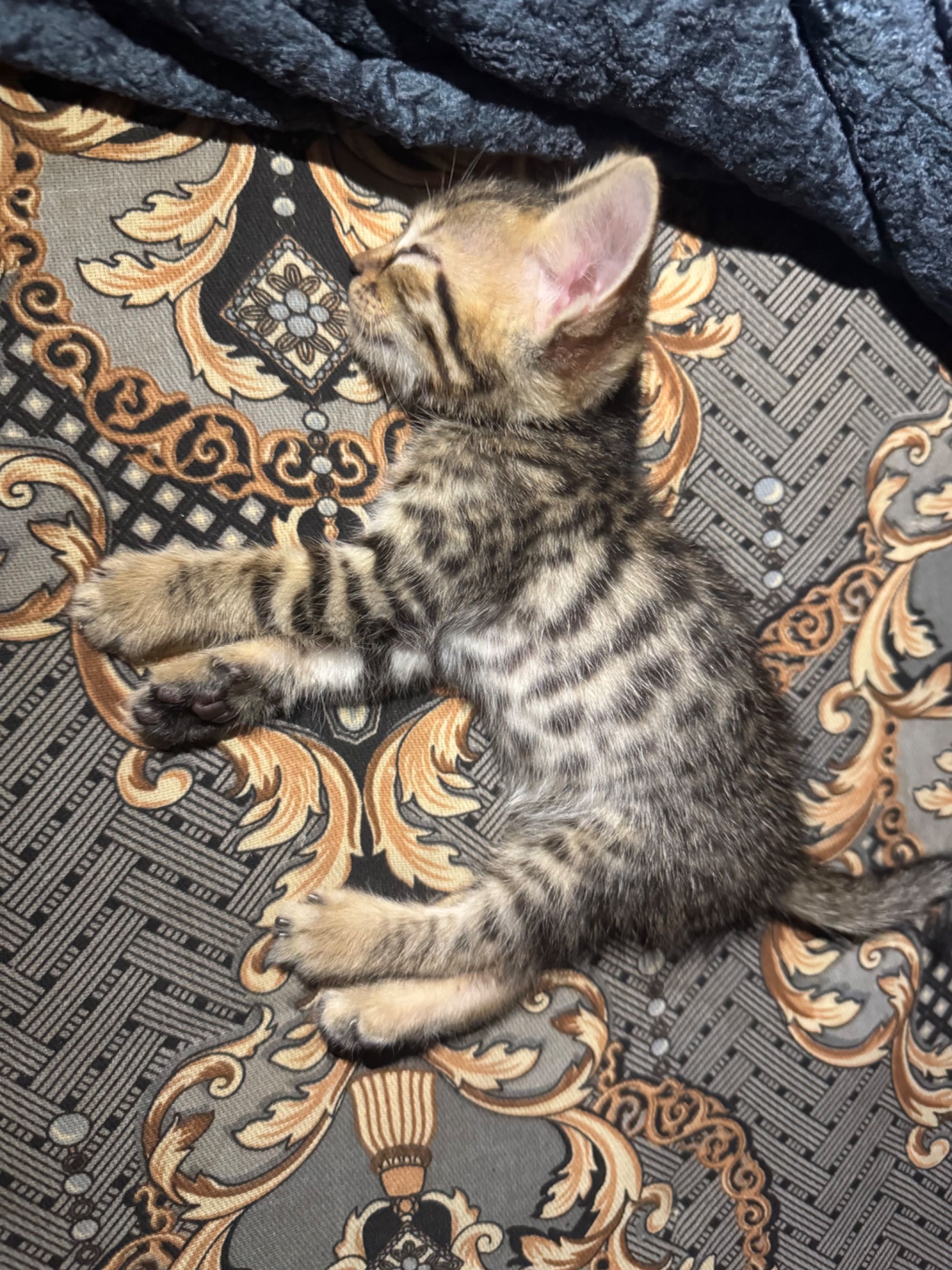 Британские котята