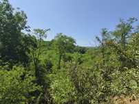 Teren intravilan zona padure