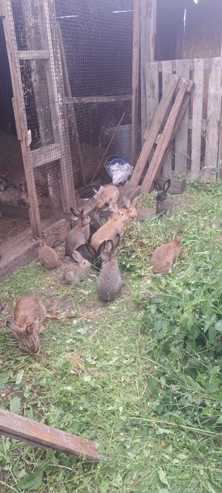 Продам кроликов живым весом