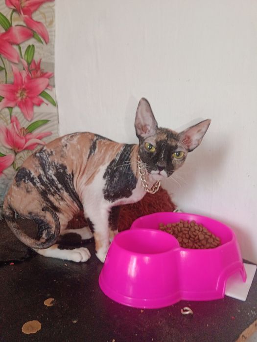 Донской сфинкс мраморная девочка