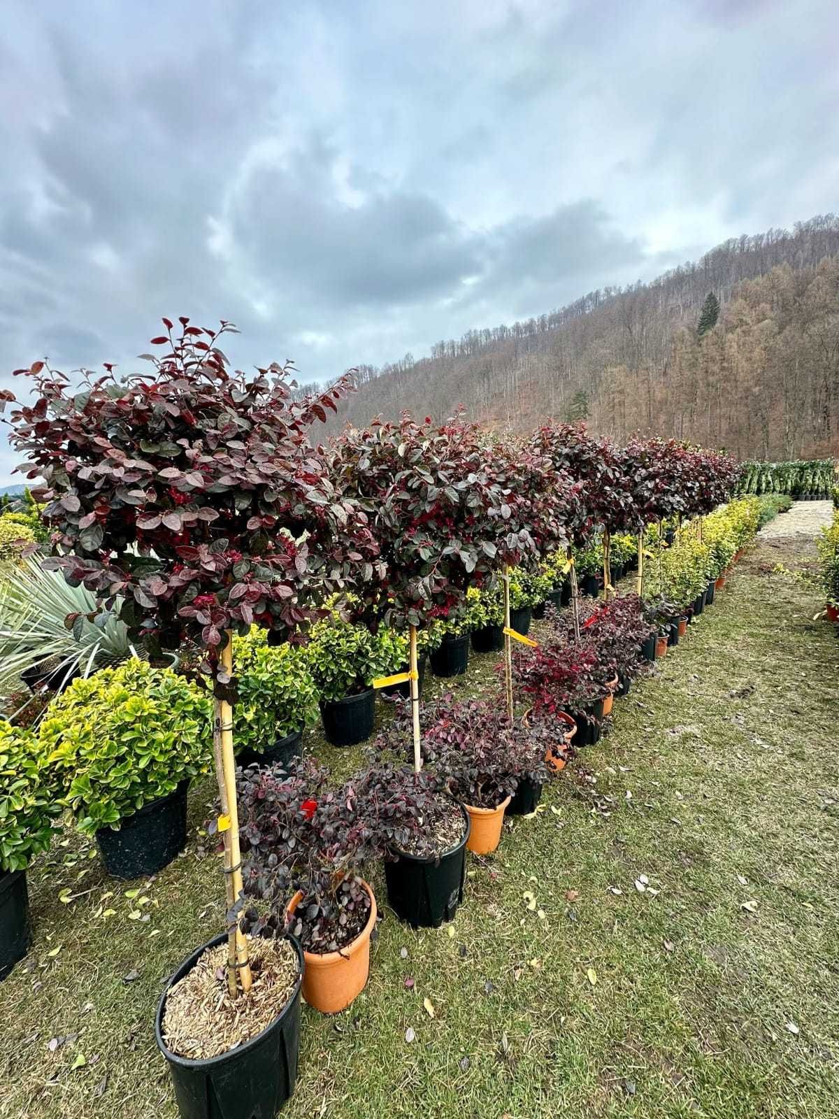 Spațiu verde de vis! Plante ornamentale gata de plantat!