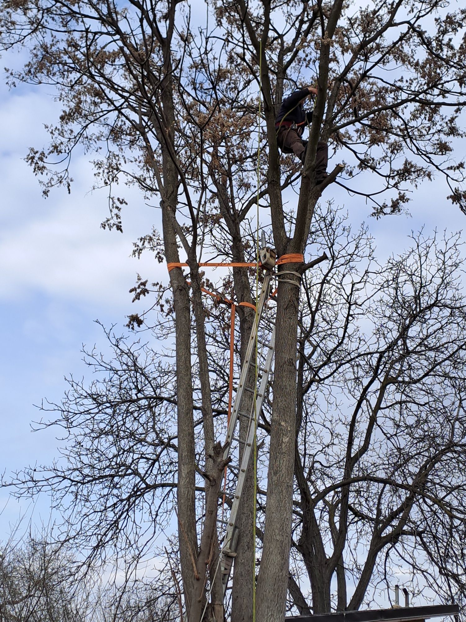 Cosit Iarbă/Defrișări/Tăiere Arbori