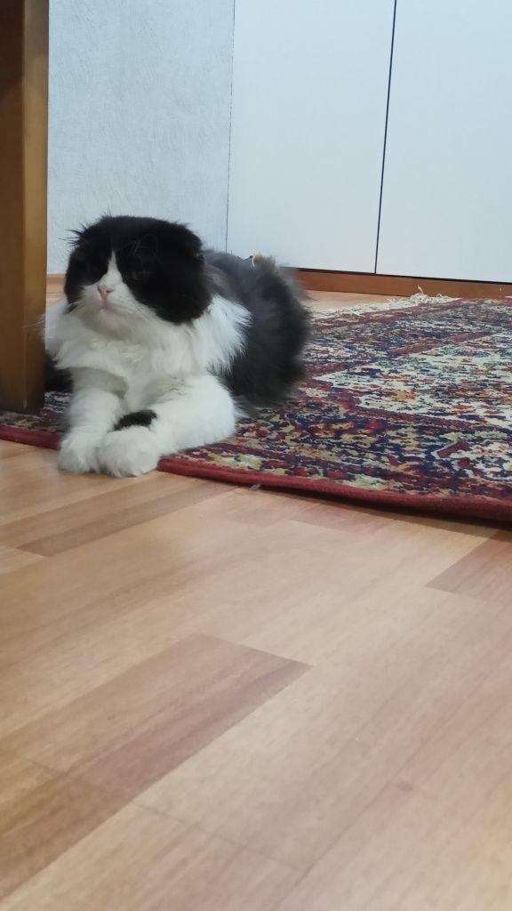 Skotish hayland òģil sotiladi