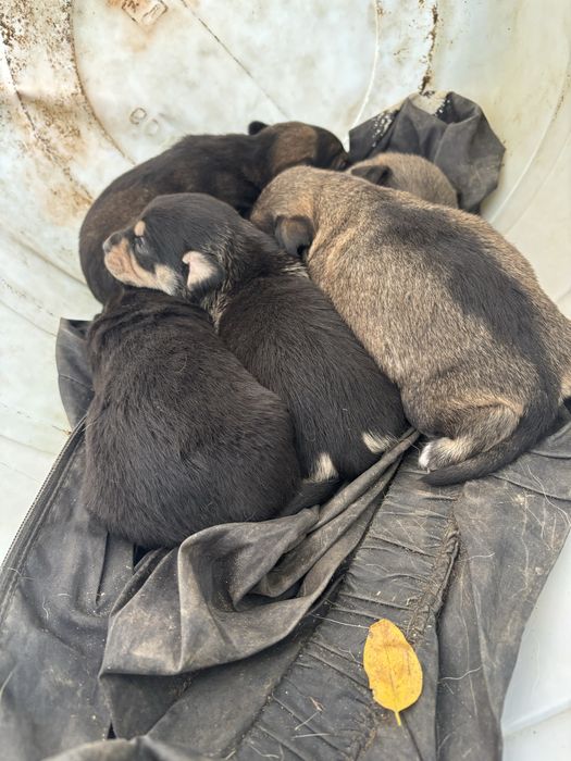 Кученца малка порода