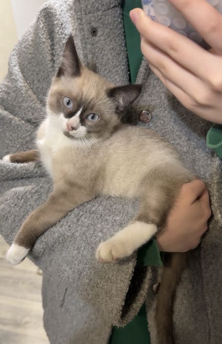 Кот, мальчик породистый, 2 месячный