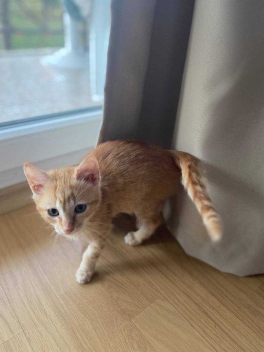 2,5-месечно рижо котенце търси дом