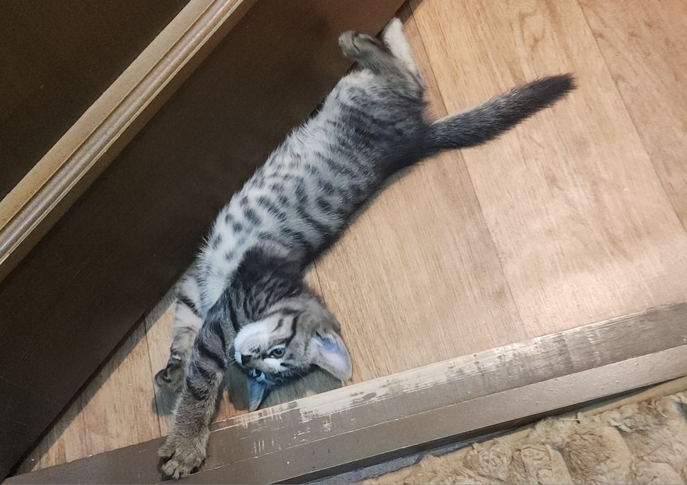 Отдам котенка в добрые руки