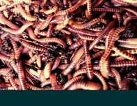 Красные черви хорошей упругости для рыбалки и получения биогумуса