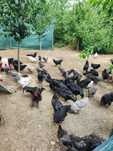 Pui australorp scoși în martie, de vânzare.