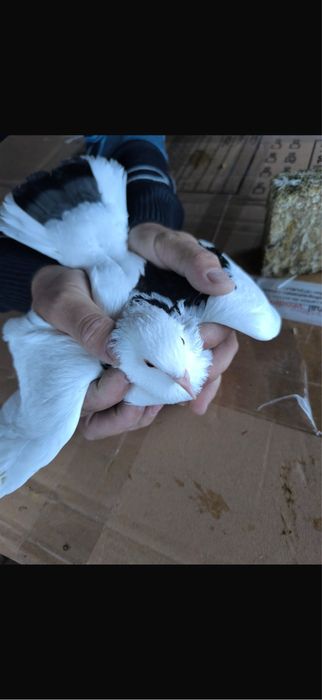 Porumbei De Diferite Rase