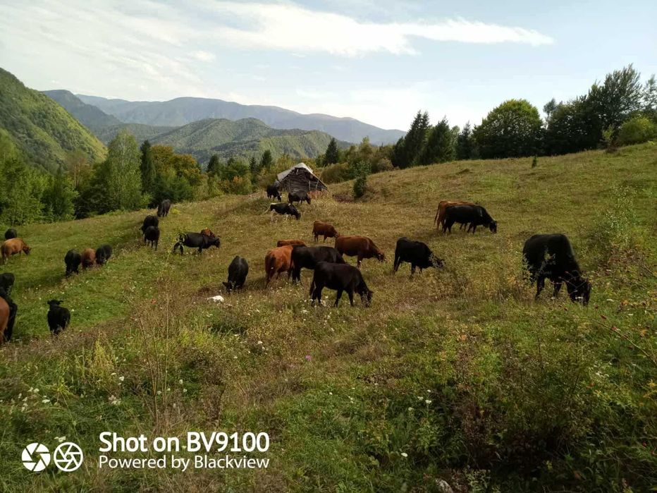 vand vaci ANGUS rosii si negre