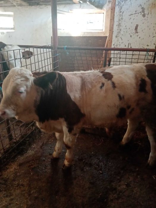 Vând vițel de 4 luni!!