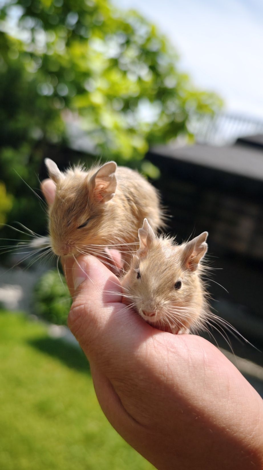 Vând veverițe degu pui