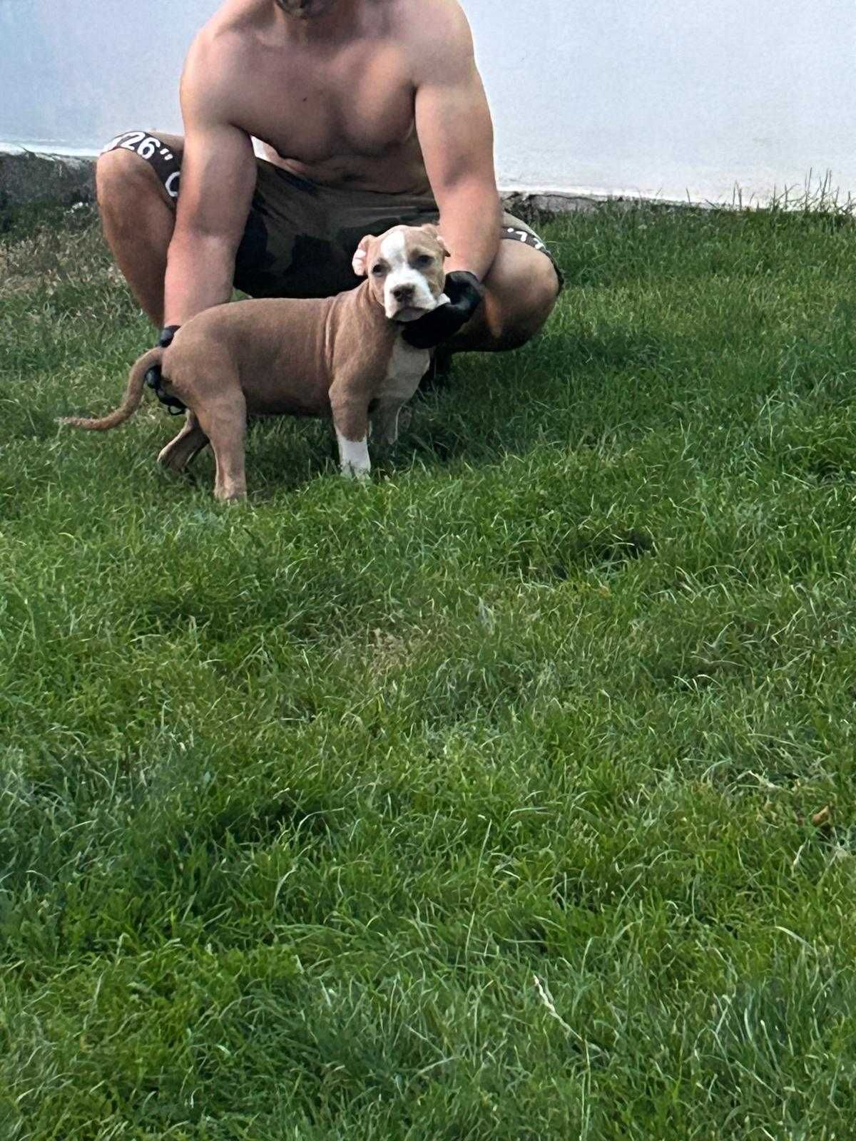 American Bully XL champanie