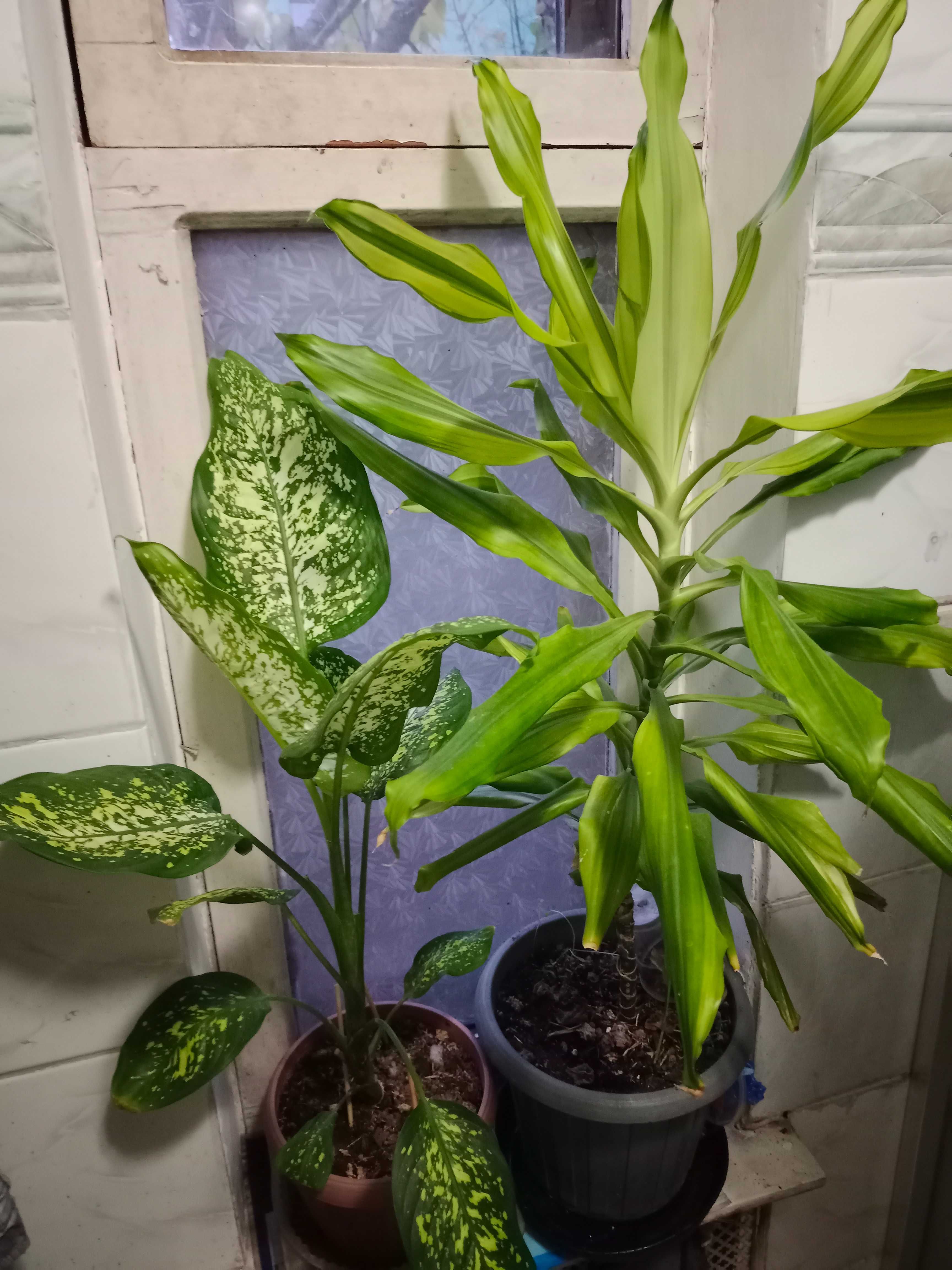 Диффенбахия-вечнозелёное растение, распространённое в тропиках Америки