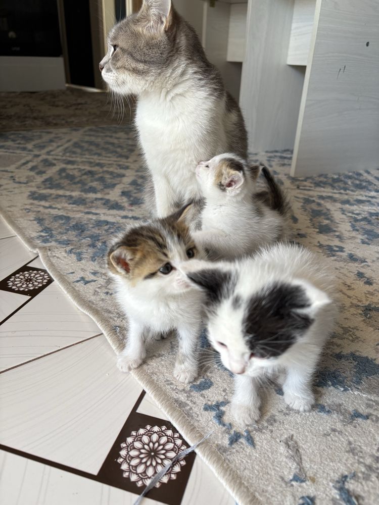 Отдам котят бесплатно,
