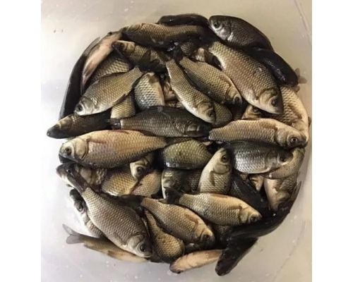 Продам Живец карасик