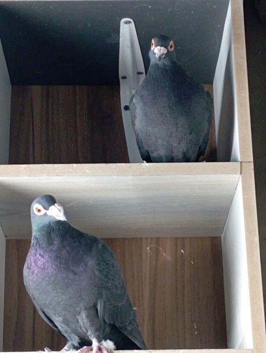 Продам голубей коричневых и черных драконов