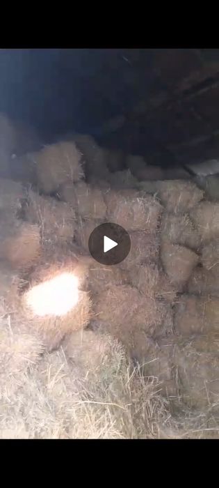 Бірінші Орым Жоныршқа  және  урық  сатылады  срочна