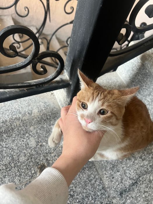 Котенок. Ищет любящего хозяина