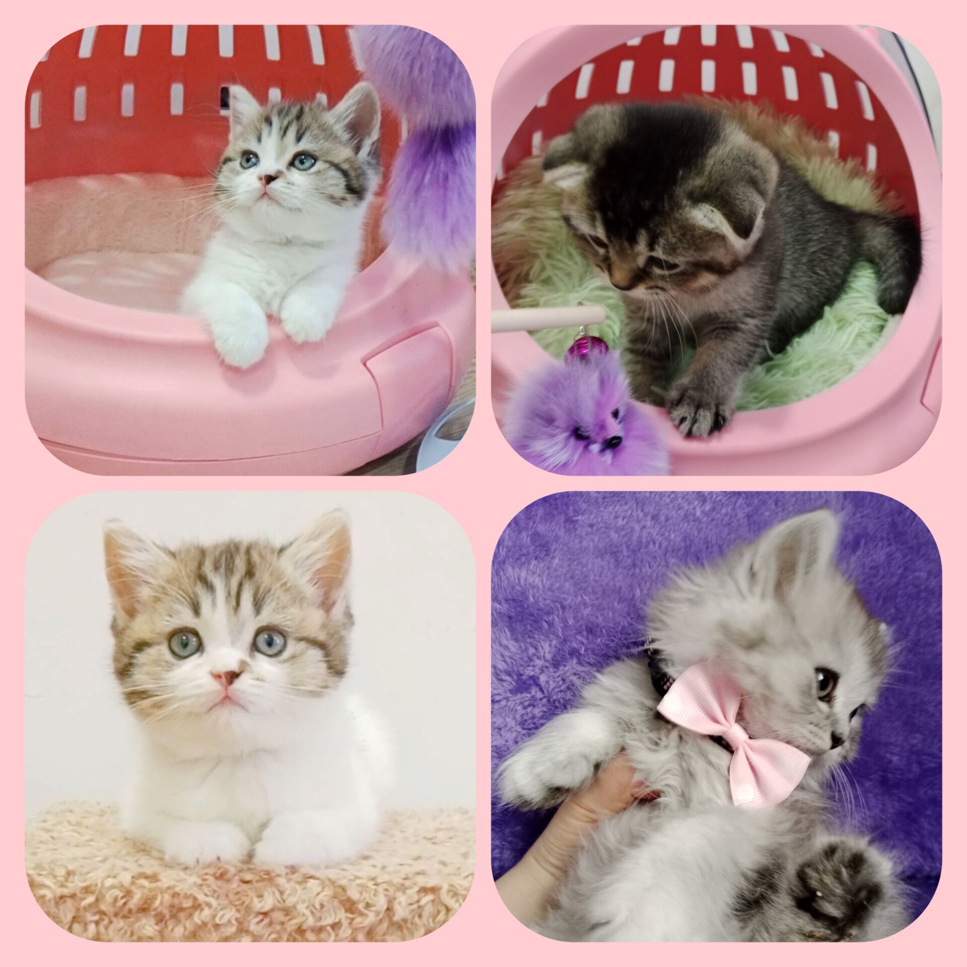 Чистокровные котята в любимцы
