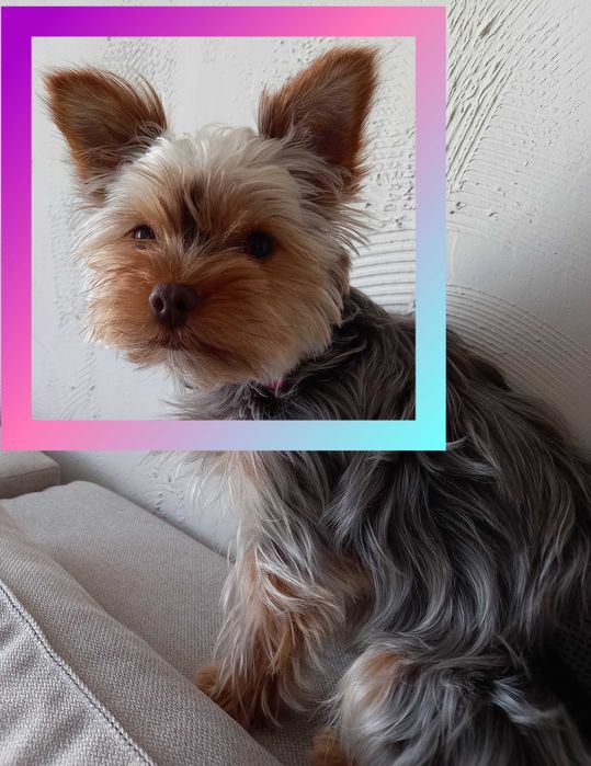 Pet Sitter dog Sibiu