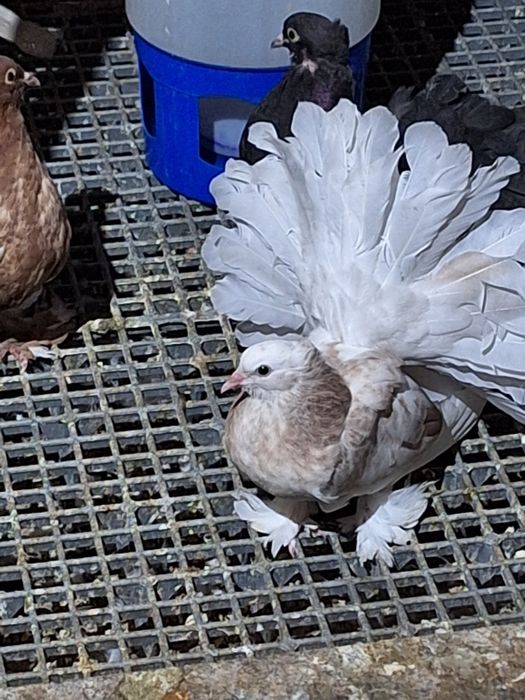 Indieni Voltați indieni