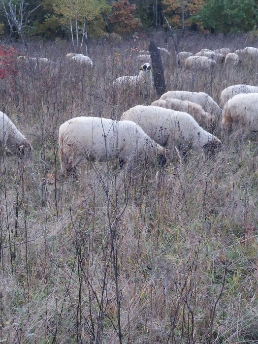 Vand oi de carne, metis si țurcane