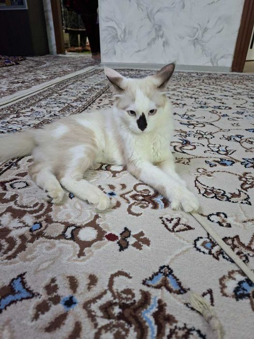 ragdoll o'g'il 8 oylik