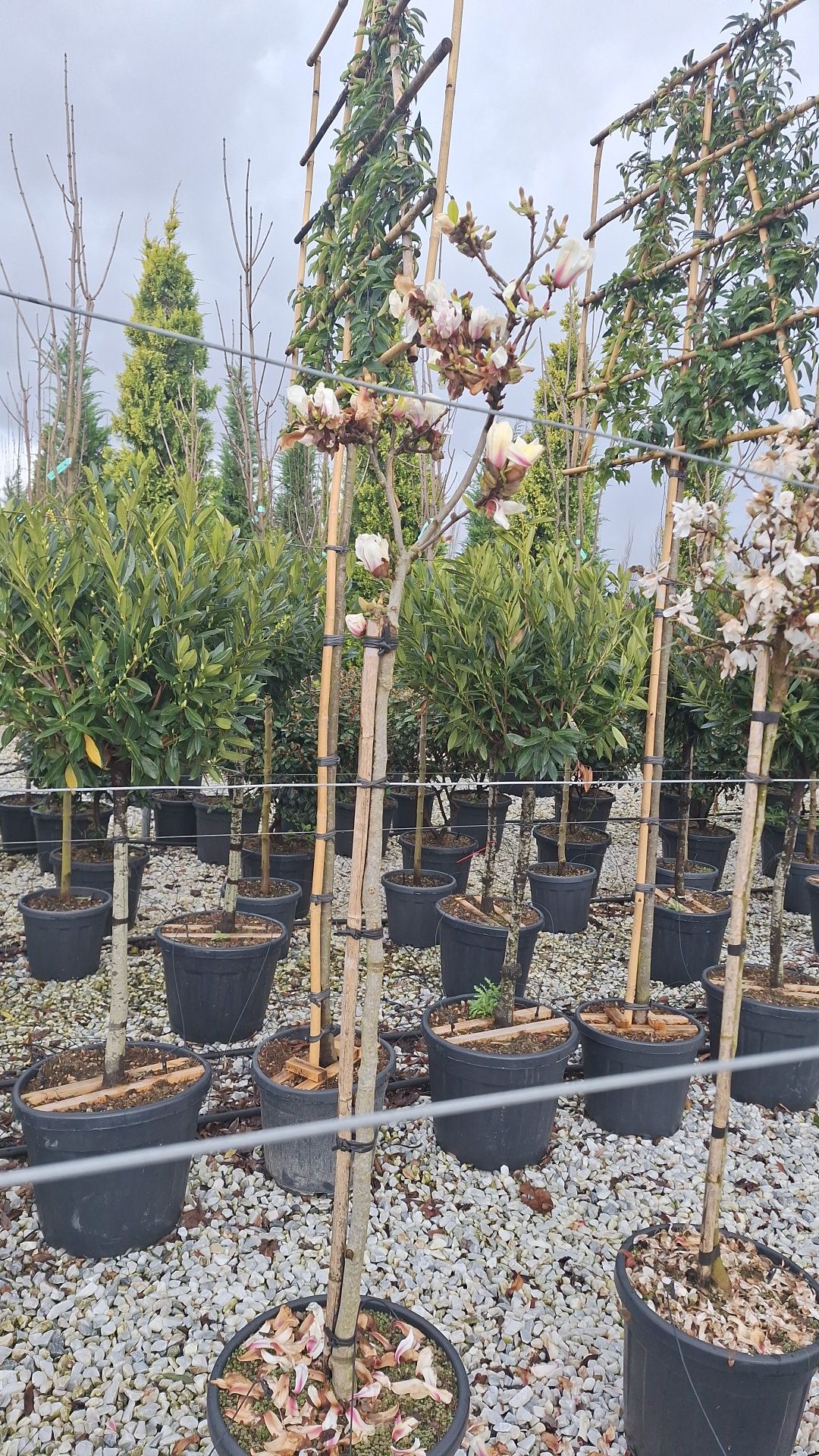 Magnolii tufa și copac diferite culori