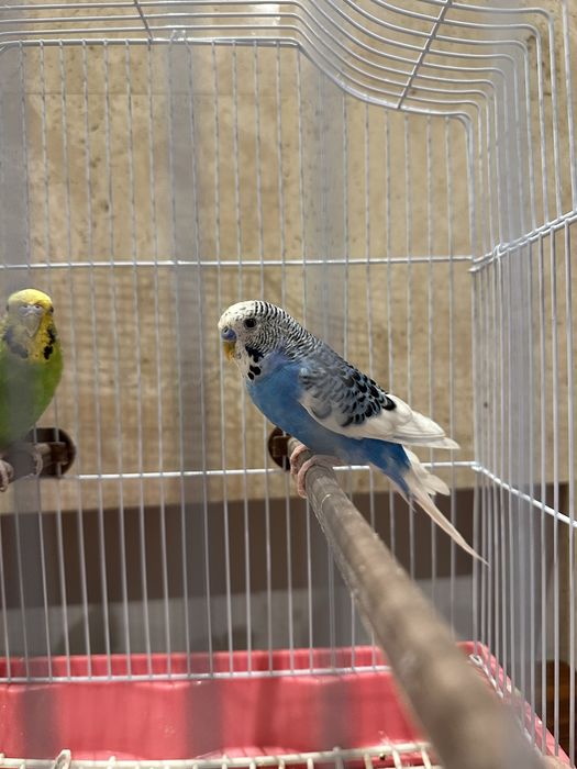 Păsãri / Peruș de vanzare