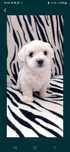 Bichon Maltez Alb