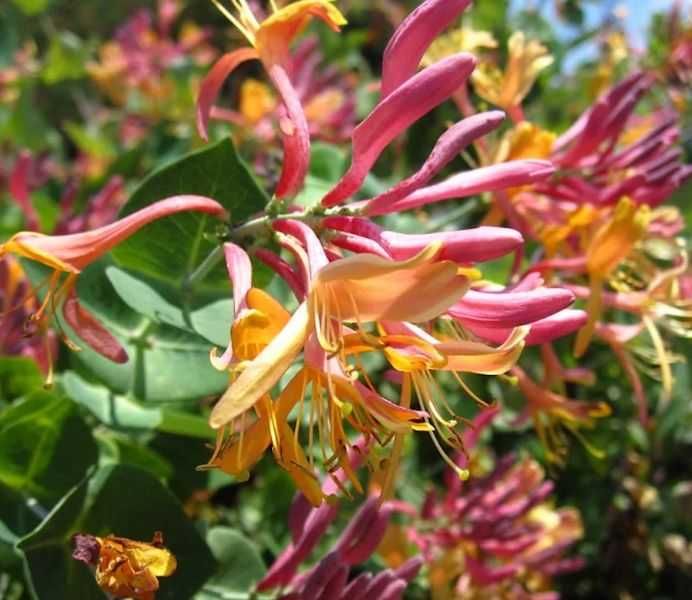 Lonicera japonica -caprifoi-gard viu   oferta 100 bucati