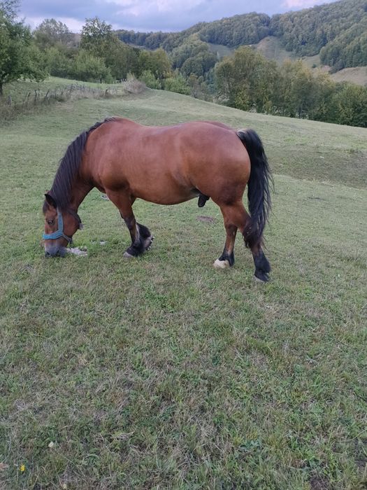 Vând cal frumos și blând