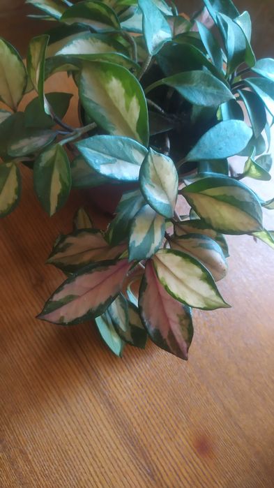 Хойя триколор домашняя