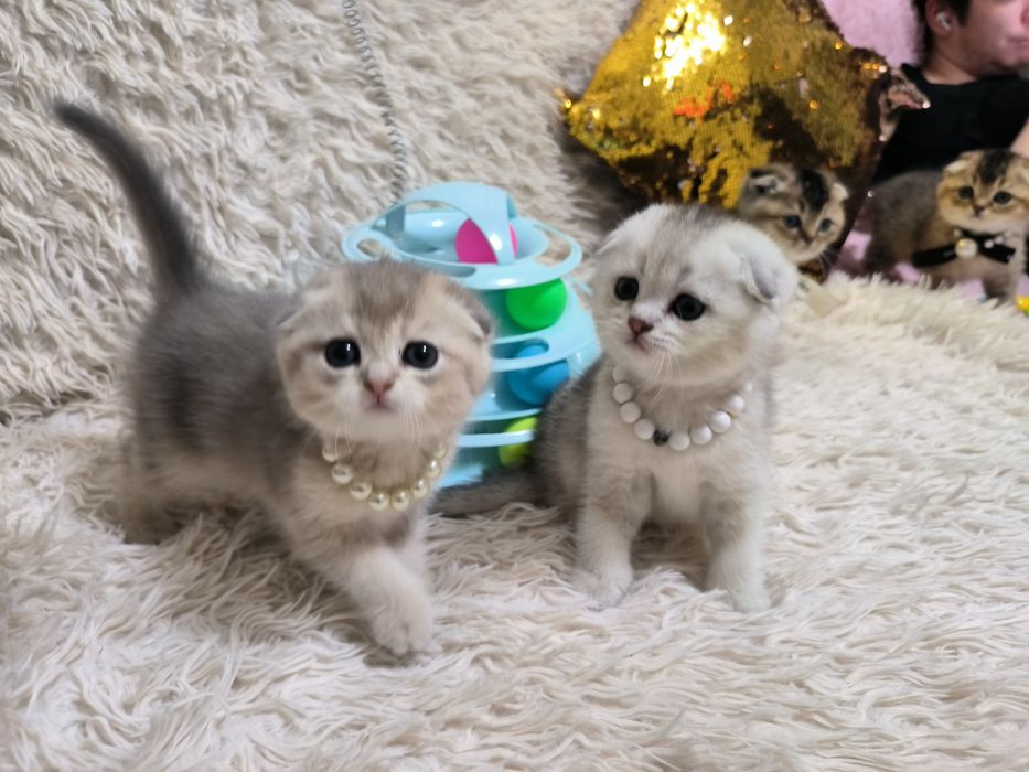 Шикарные чистокровные котята от правильной вязки