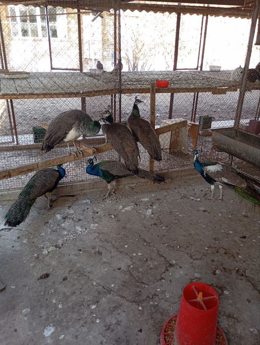 Продам павлинов Авлак и индийский