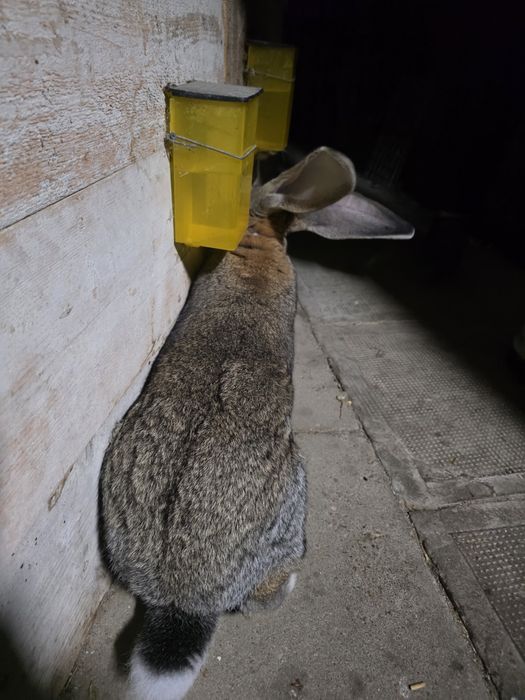 Iepure urias gri german