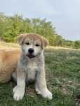 Akita Inu Japonez