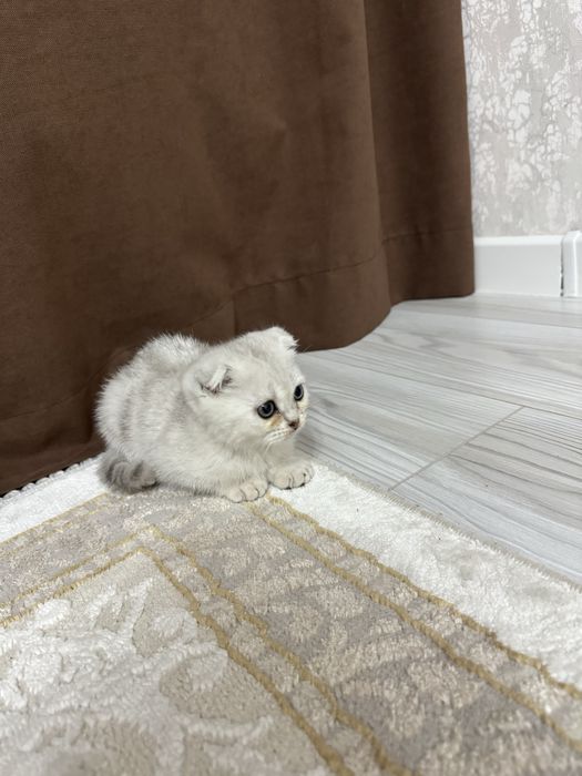Шотланский Котенок продается