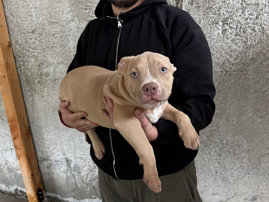 American Bully Poket бебета