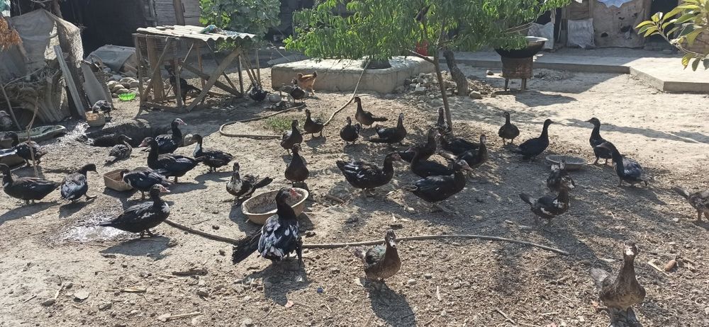 O'rdak sotiladi soni etmishta