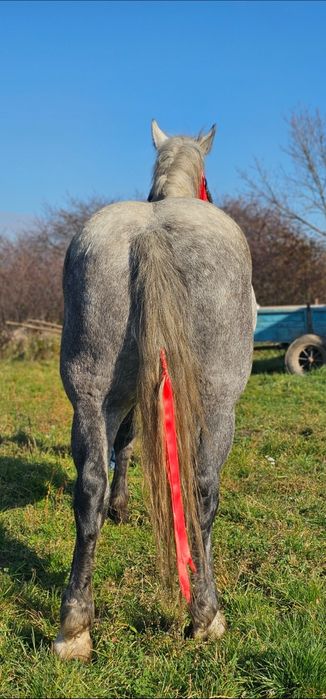 Vănd,CAL,CASTRAT, de 4 ani blănd