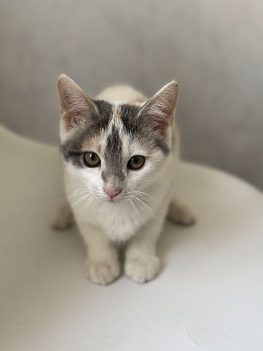 Отдам котят в хорошие руки