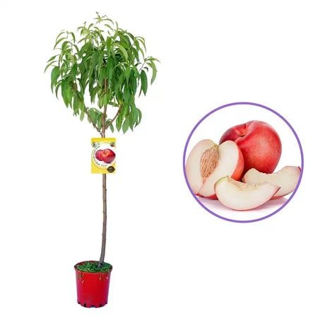 Pomi Fructiferi La Ghiveci  PIERSIC