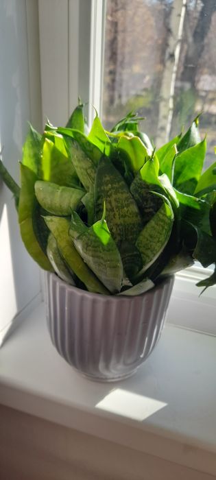 Комнатное растение Сансевьерия без горшка